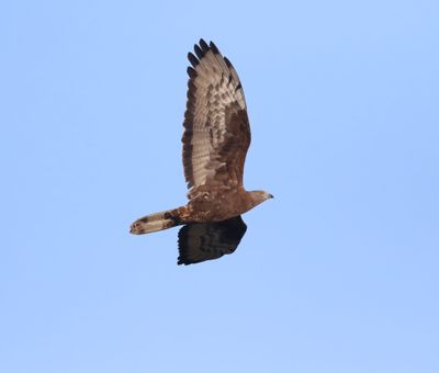 Honey Buzzard (Pernis apivorus)