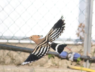 Hoopoe (Upupa epops)