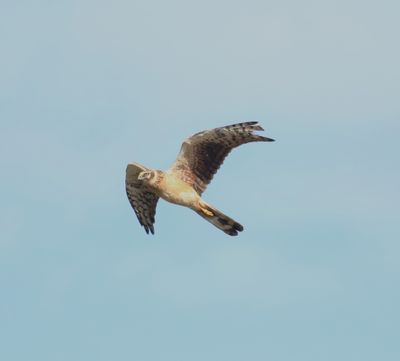 Pallid Harrier (Circus macrourus)
