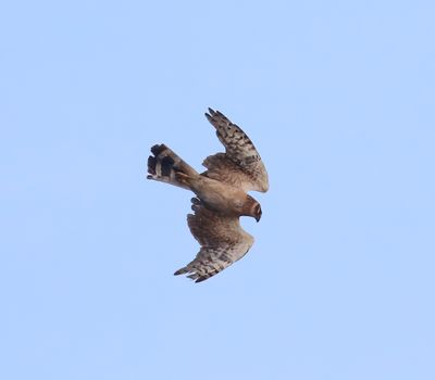 Pallid Harrier (Circus macrourus)