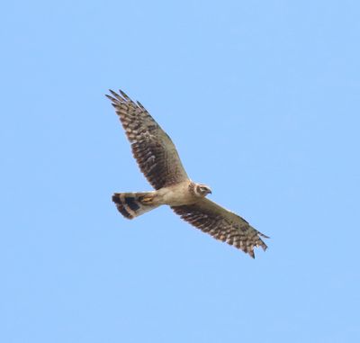 Pallid Harrier (Circus macrourus)