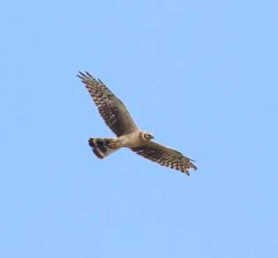 Pallid Harrier (Circus macrourus)
