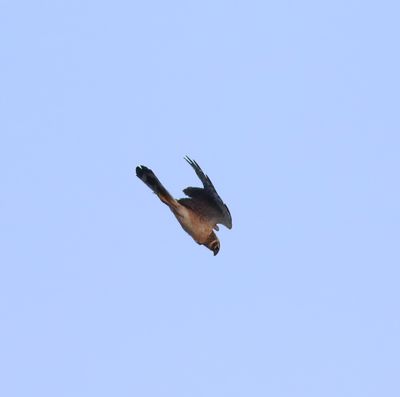 Pallid Harrier (Circus macrourus)