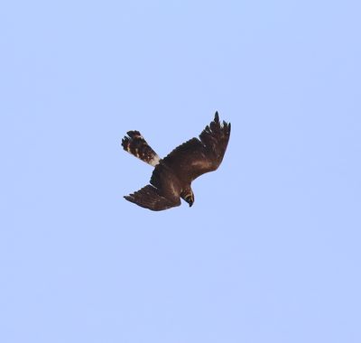 Pallid Harrier (Circus macrourus)