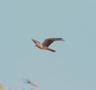 Pallid Harrier (Circus macrourus)