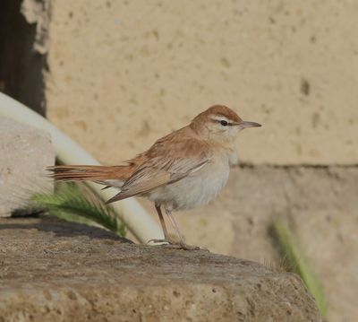 Rufous-tailed Scrub Robin (Cercotrichas galactotes)
