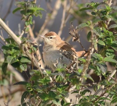 Rufous-tailed Scrub Robin (Cercotrichas galactotes)