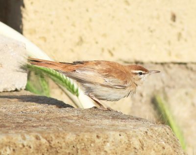 Rufous-tailed Scrub Robin (Cercotrichas galactotes)