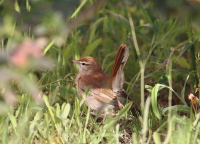 Rufous-tailed Scrub Robin (Cercotrichas galactotes)