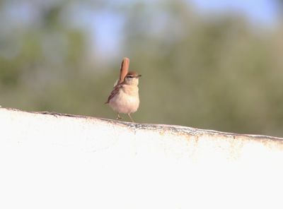 Rufous-tailed Scrub Robin (Cercotrichas galactotes)