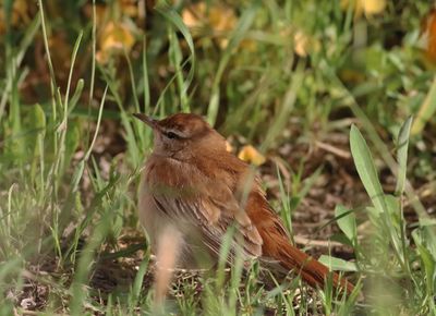 Rufous-tailed Scrub Robin (Cercotrichas galactotes)