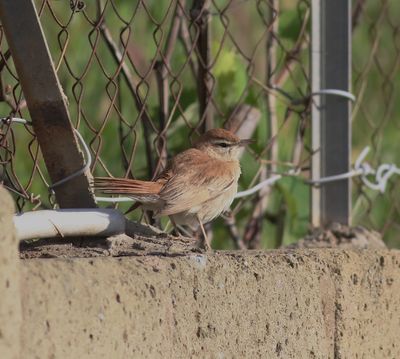 Rufous-tailed Scrub Robin (Cercotrichas galactotes)