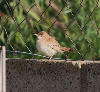 Rufous-tailed Scrub Robin (Cercotrichas galactotes)