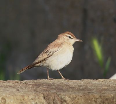Rufous-tailed Scrub Robin (Cercotrichas galactotes)