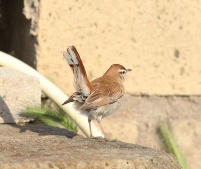 Rufous-tailed Scrub Robin (Cercotrichas galactotes)
