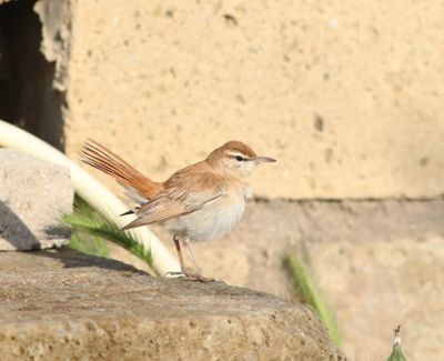 Rufous-tailed Scrub Robin (Cercotrichas galactotes)