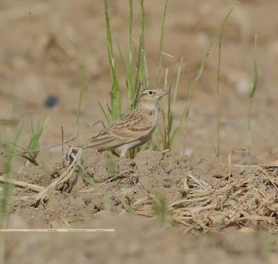 Short-toed Lark (Calandrella brachydactyla)