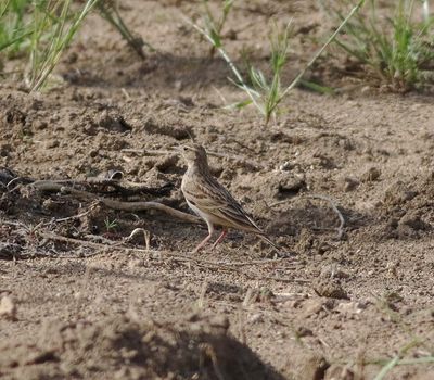 Short-toed Lark (Calandrella brachydactyla)