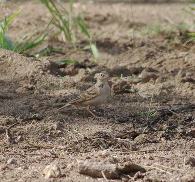 Short-toed Lark (Calandrella brachydactyla)