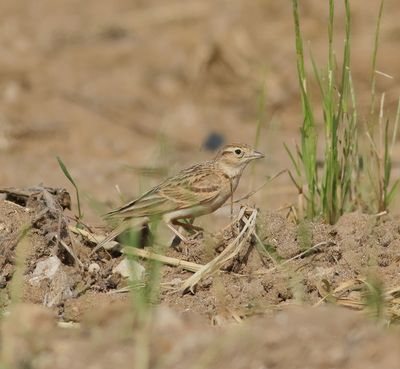 Short-toed Lark (Calandrella brachydactyla)