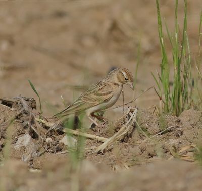 Short-toed Lark (Calandrella brachydactyla)