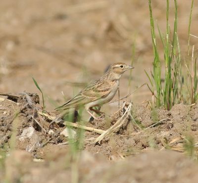 Short-toed Lark (Calandrella brachydactyla)