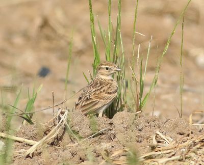 Short-toed Lark (Calandrella brachydactyla)