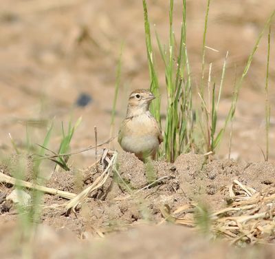 Short-toed Lark (Calandrella brachydactyla)