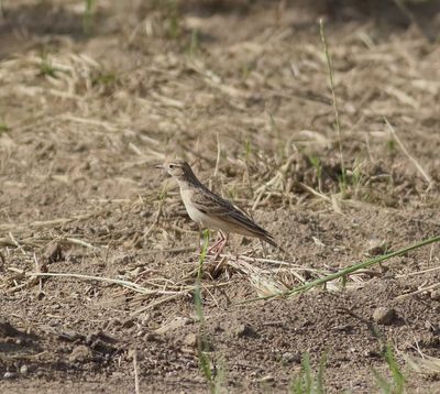 Short-toed Lark (Calandrella brachydactyla)