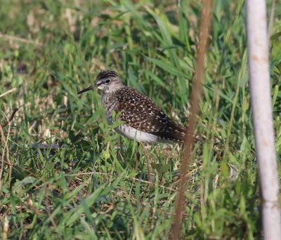 Wood Sandpiper (Tringa glareola)