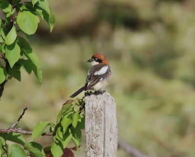 Woodchat Shrike (Lanius senator)