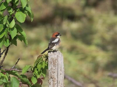 Woodchat Shrike (Lanius senator)