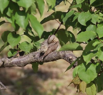 Wryneck (Jynx torquilla)