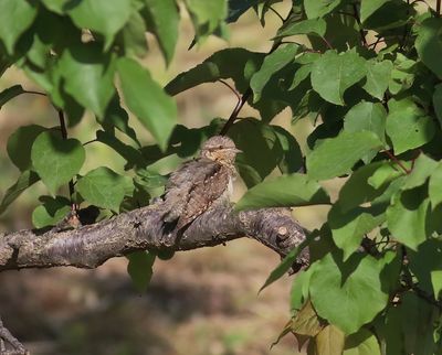 Wryneck (Jynx torquilla)