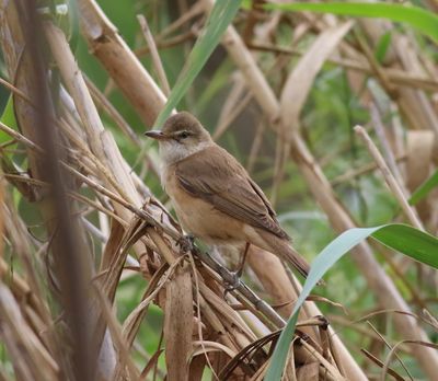 Great Reed Warbler (Acrocephalus arundinaceus)