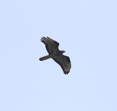 Honey Buzzard (Pernis apivorus)