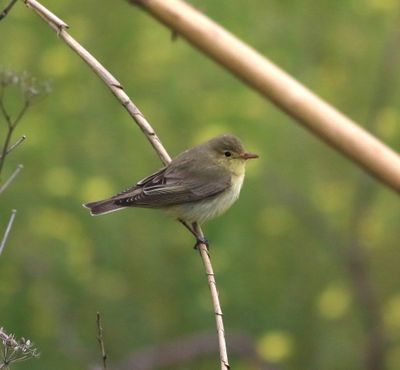 Icterine Warbler (Hippolais icterina)