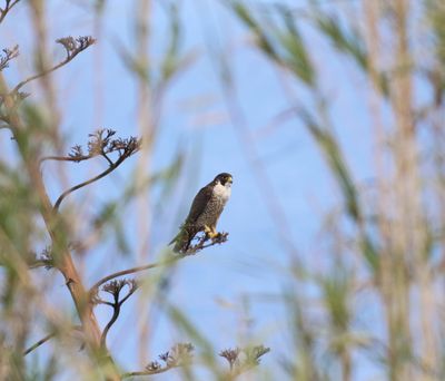 Peregrine Falcon (Falco peregrinus)