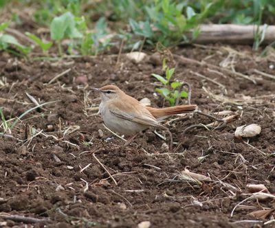 Rufous-tailed Scrub Robin (Cercotrichas galactotes)
