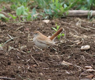 Rufous-tailed Scrub Robin (Cercotrichas galactotes)