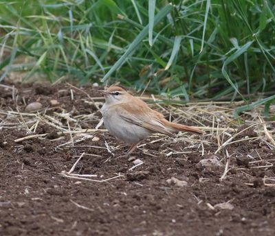 Rufous-tailed Scrub Robin (Cercotrichas galactotes)
