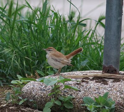 Rufous-tailed Scrub Robin (Cercotrichas galactotes)