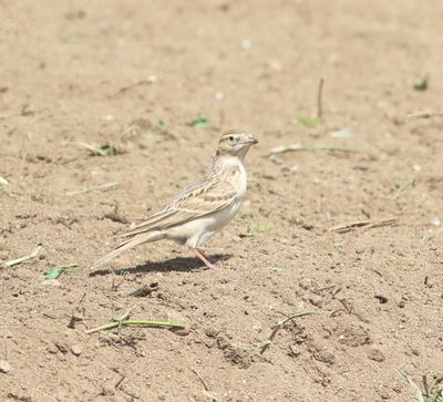 Short-toed Lark (Calandrella brachydactyla)