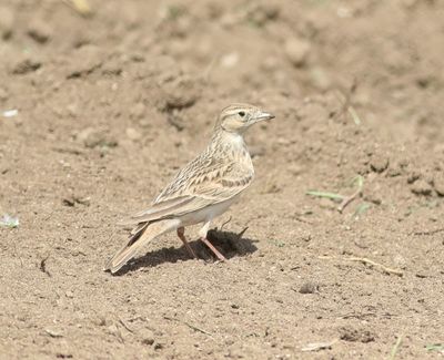 Short-toed Lark (Calandrella brachydactyla)