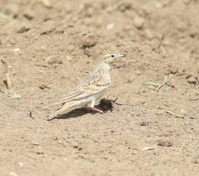 Short-toed Lark (Calandrella brachydactyla)