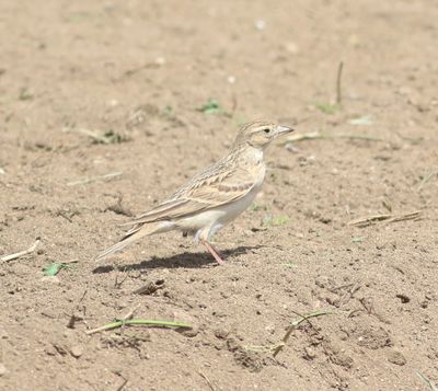 Short-toed Lark (Calandrella brachydactyla)