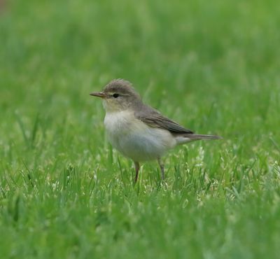 Willow Warbler (Phylloscopus trochilus)