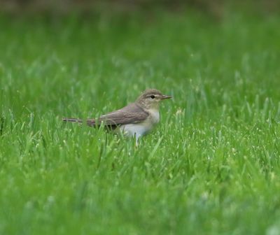 Willow Warbler (Phylloscopus trochilus)