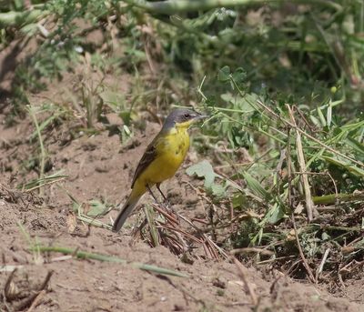 Yellow Wagtail (Motacilla flava)