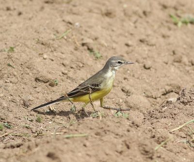 Yellow Wagtail (Motacilla flava)
